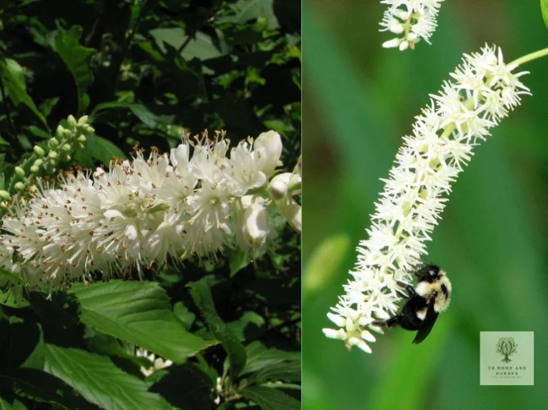 CLETHRA ALNIFOLIA