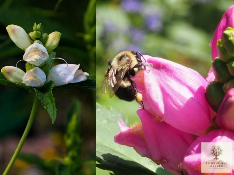 Chelone - Turtlehead