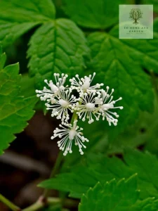 Foam Flower raceme 