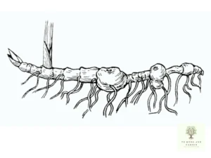 Rhizome drawing