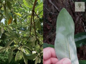 This image shows the backside appearance of  Foliage 