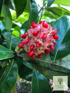 Sweetbay Magnolia Riped Seedpod