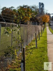 Magnolia planted for beauti of the road