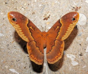 Photograph of Sweetbay Silkmoth 